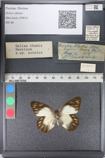 Media type: image;   Entomology 128297